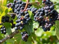 Purple grapes in the Saxon wine-growing region