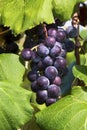 Purple Grapes on the Vine Royalty Free Stock Photo