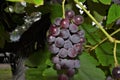 Purple grapes on the vine