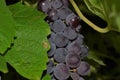 Purple grapes on the vine