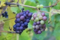 Purple grapes in a vineyard in Luxembourg