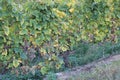 Purple grapes in a vineyard in Luxembourg