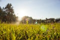 Purple grass flower abstract sunshine blurred