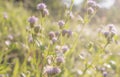 purple grass flower closeup in meadow, nature background Royalty Free Stock Photo