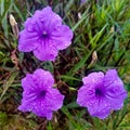 purple grass flower