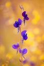 Purple grass flower