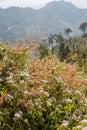 Purple Grass Flowers from Sideway of The Road to Umphang. Mae Hong Son Province, Thailand Royalty Free Stock Photo