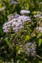 Purple Grass Flowers from Sideway of The Road to Umphang. Mae Hong Son Province, Thailand Royalty Free Stock Photo