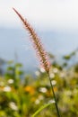 Purple Grass Flowers from Sideway of The Road to Umphang. Mae Hong Son Province, Thailand Royalty Free Stock Photo