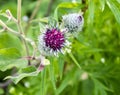Purple greater burdock flower