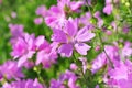 Purple greater musk-mallow Malva alcea