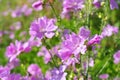 Purple greater musk-mallow Malva alcea