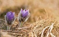 Purple greater pasque flower - Pulsatilla grandis - blurred dry grass in background, macro photo