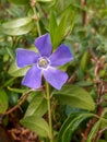 Purple Greater Periwinkle Flower Amidst Green Leaves
