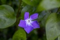 Purple Greater Periwinkle Flower with Green Leaves