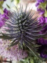 Purple green bristle flower