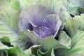 Purple green cabbage in the garden.