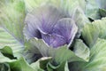 Purple green cabbage in the garden. Royalty Free Stock Photo