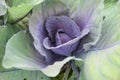 Purple green cabbage in the garden. Royalty Free Stock Photo