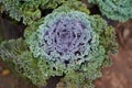 Purple and green curly leafed ornamental kale.