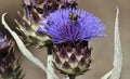 Purple flower of artichoke with bumblebee in pollen Royalty Free Stock Photo