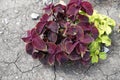 Purple and green foliage of Coleus scutellarioides in July Royalty Free Stock Photo
