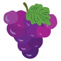 Purple-green grape clipart vector or color illustration Royalty Free Stock Photo