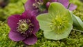 Purple and green helleborus macro