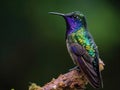 Purple and green hummingbird perched on a branch