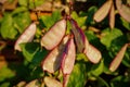 purple green hyacinth bean or dolichos lablab