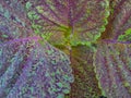 purple and green leaves, abstract green leaf texture, nature background Royalty Free Stock Photo