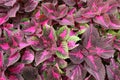 Purple and green leaves of Coleus plant