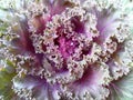 Purple and Green Lettuce, Close-up Royalty Free Stock Photo