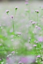 Purple green little flower in the gerden