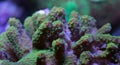 Purple and green montipora coral Royalty Free Stock Photo
