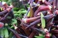 Purple and green okra Royalty Free Stock Photo