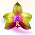 Purple-green Orchid Flower