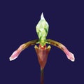 Purple green orchid low polygon isolated on blue background. Violet flower geometric icon on dark. Colorful Paphiopedilum floral