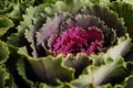 Purple green ornamental cabbage. It grows in the garden. Decorative vegetable. Brassica oleracea. Royalty Free Stock Photo