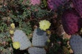 A purple and green Prickly Pear cactus with yellow flowers and buds nestled with a Fairy Duster plant Royalty Free Stock Photo