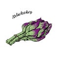 Purple green roman artichokes hand drawn vector illustration isolated on white. Fresh vegetable objects. Detailed