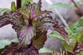 Japanese Mint Leaf Macro