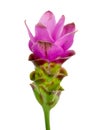 Purple and green wilting flower isolated on a white background