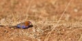 A Purple Grenadier on the ground