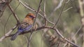 Purple Grenadier on Tree Branch