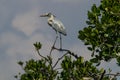 PURPLE grey heron on top of tree