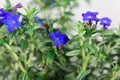 Purple gromwell, Lithodora diffusa, flowers Royalty Free Stock Photo