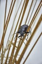 Purple ground beetle closeup on grass, beetle on dry grass