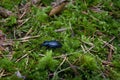 Carabus violaceus purple ground beetle in the forest on moss