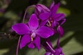 Purple ground orchids Royalty Free Stock Photo
